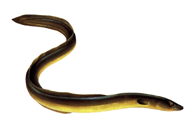 Aal