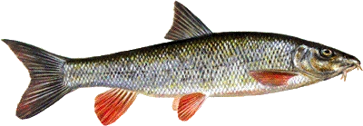 Barbe