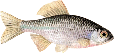 Bitterling