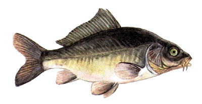 Karpfen