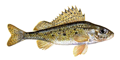 Kaulbarsch