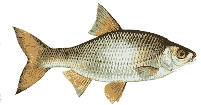 Plötze