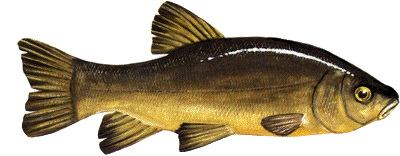 Schleie