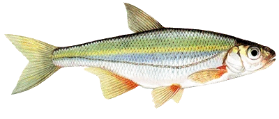 Schneider