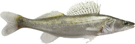 Zander